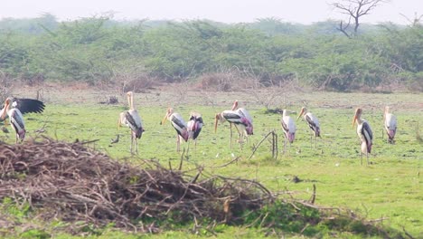 beautiful painted stork birds near a lake searching for food i adorable beautiful birds stock video