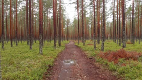 Peaceful-flight-along-dirt-track-in-forested-conifer-plantation,-solitude