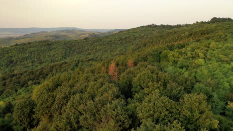 Forest-from-drone-view-in-autumn