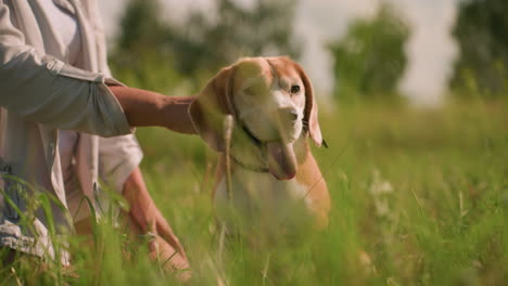 pet lover kneeling in grassy field holding dog's leash, as the dog with tongue out looks intently at something, creating a playful yet focused atmosphere amid lush greenery and distant trees