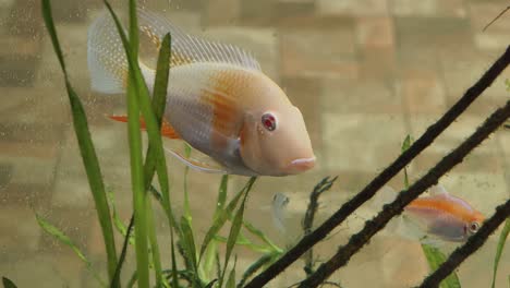 ornamental fish in a planted aquarium