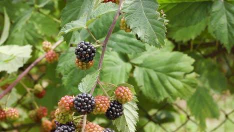 Twig with bunch of blackberry fruit and green leaves in garden, tilt up