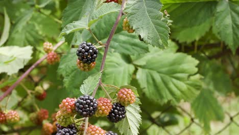 twig with bunch of blackberry fruit and green leaves in garden, tilt up