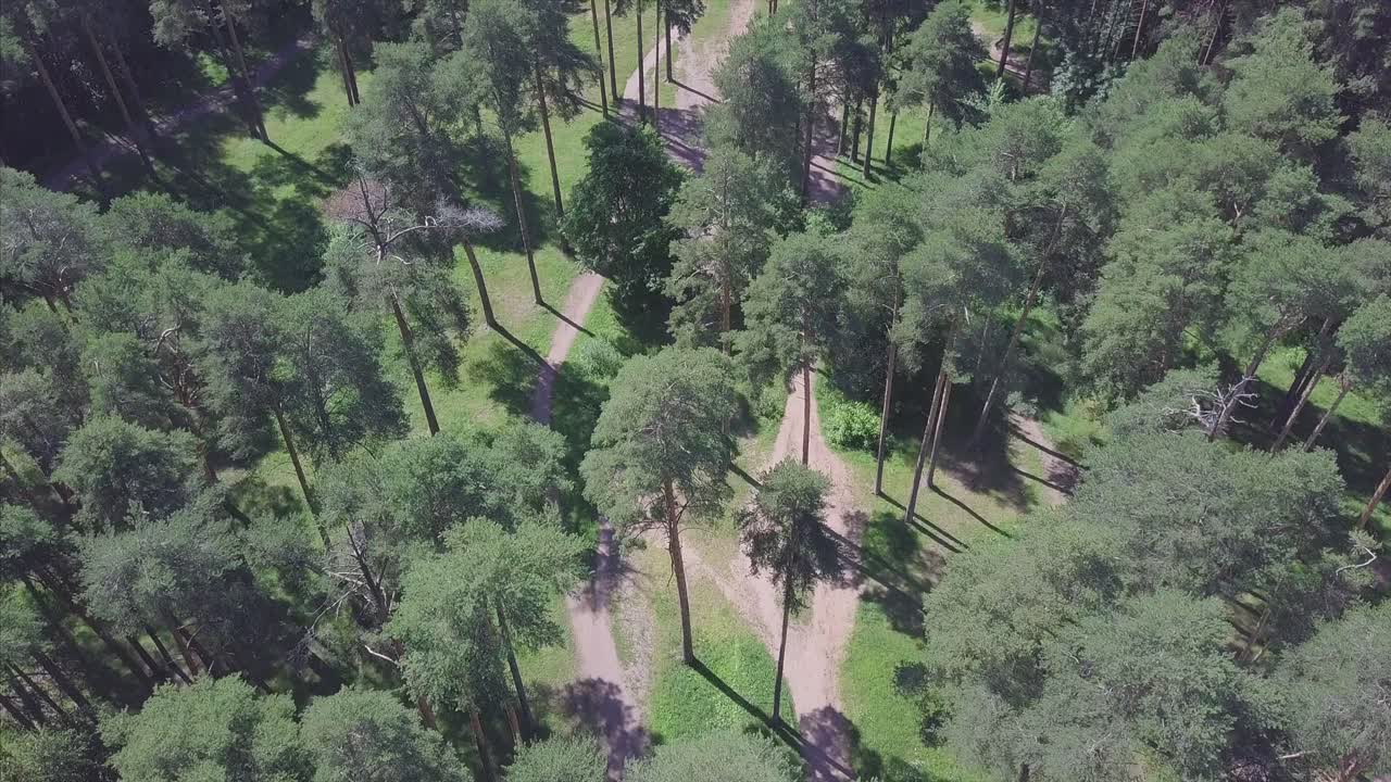 воздушный вид соснового леса с пешеходными тропами