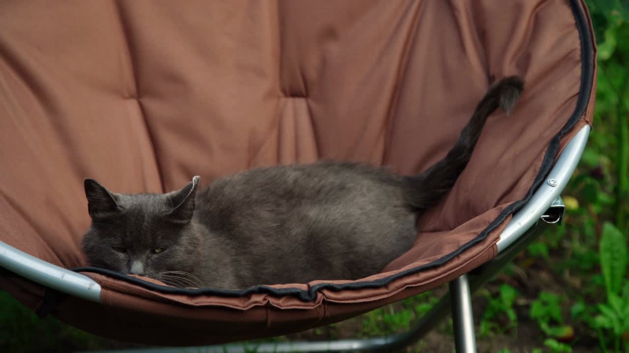al gatto con gli occhi gialli piace sedersi in una poltrona marrone rotonda