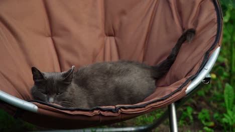 cat with yellow eyes enjoys sitting in round brown armchair