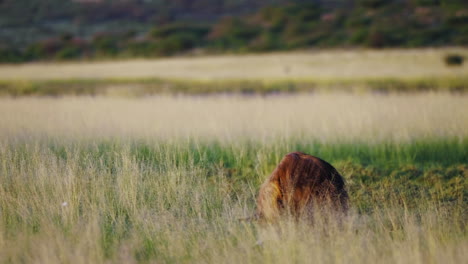 Teleaufnahme-Einer-Braunen-Hyäne-Auf-Einem-Offenen-Grasfeld-In-Der-Zentralen-Kalahari-Bei-Sonnenaufgang