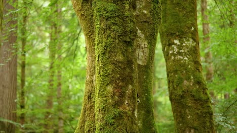Close-up of mossy tree trunks in lush forest