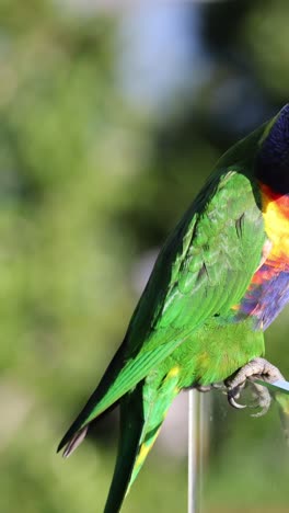 loro vibrante interactuando con su entorno