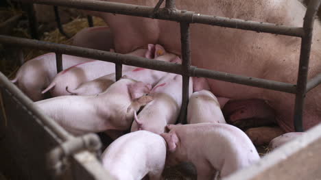 cerdos en granja ganadera cría de cerdos lechones jóvenes en el establo 36