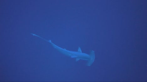 hammerhead shark swims below and then away to the light