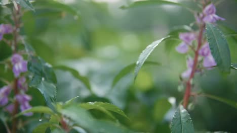 Rose-balsam-flower-plant-swaying-in-cool-breeze-creating-a-calm-scene