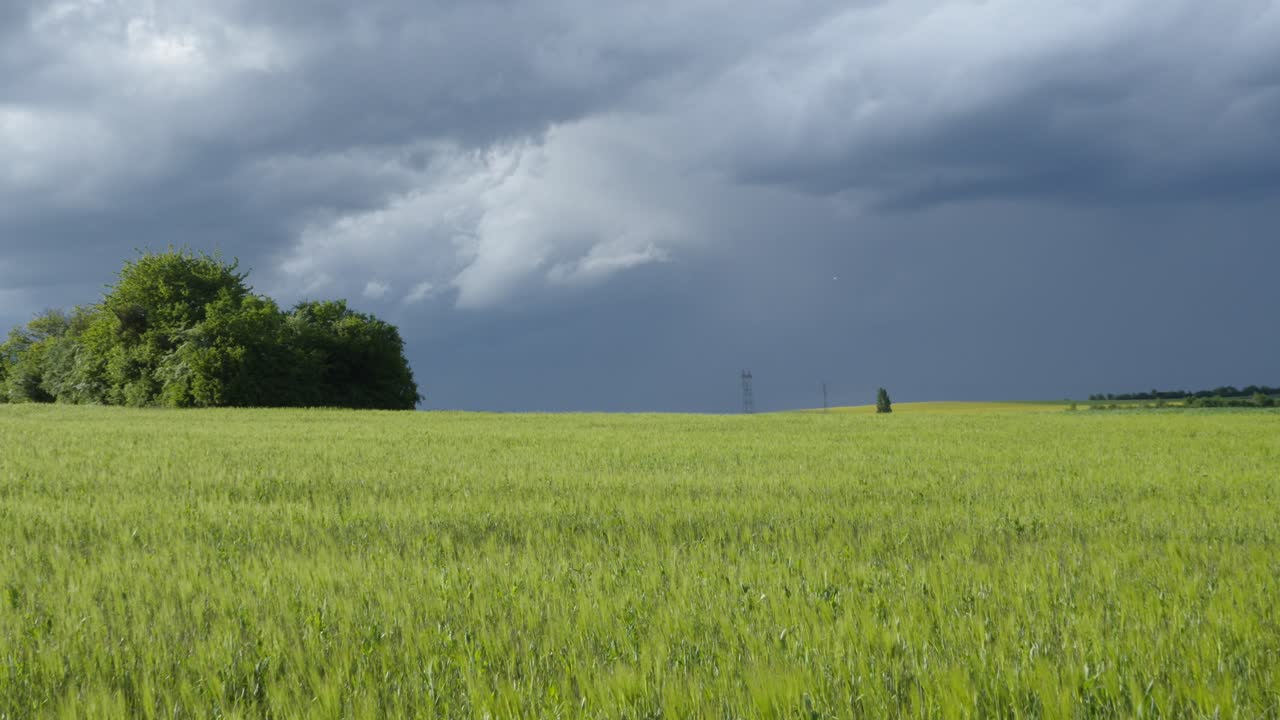 곡물 에서 나무 위에 구름이 가득한 어두운 극적인 하늘, 긴