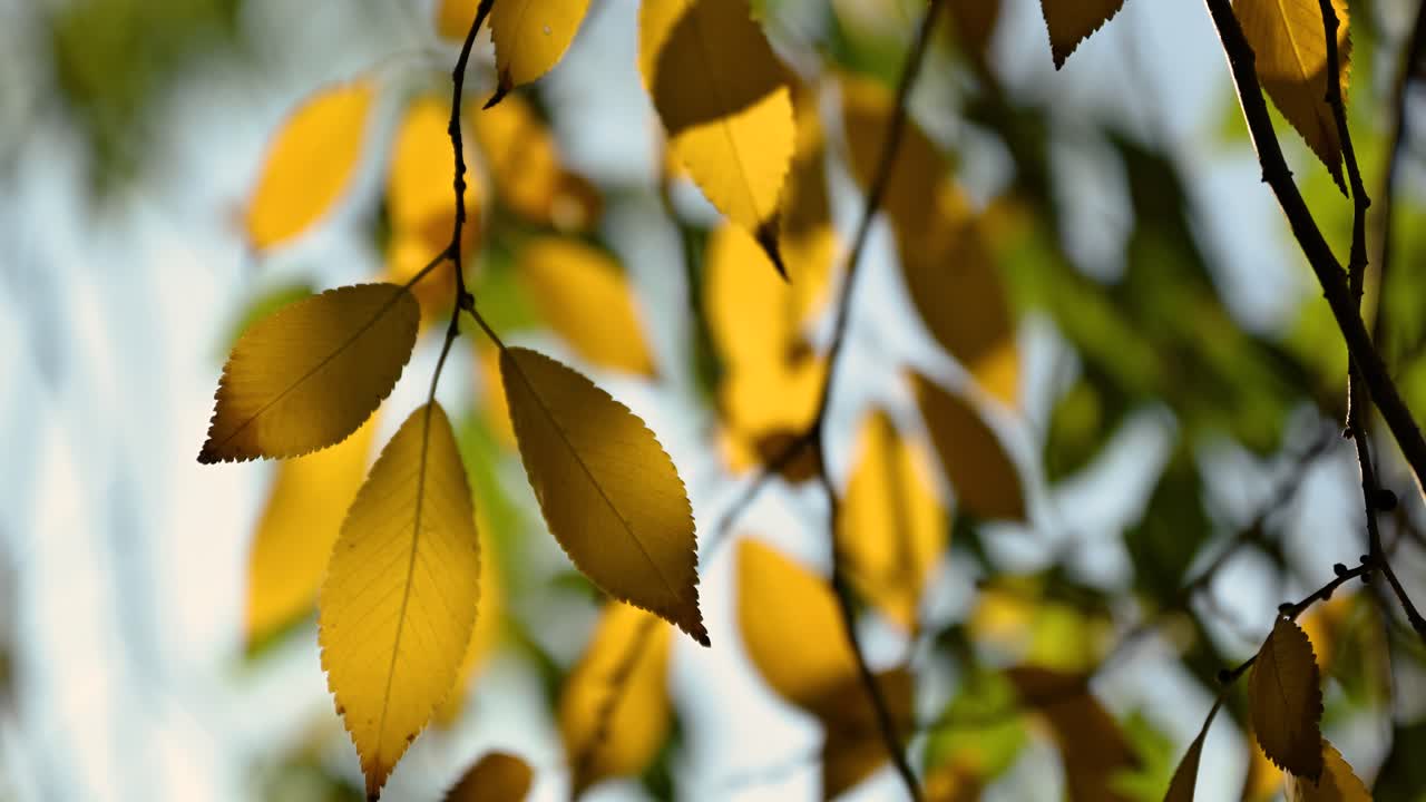 hojas de otoño en la rama de un árbol