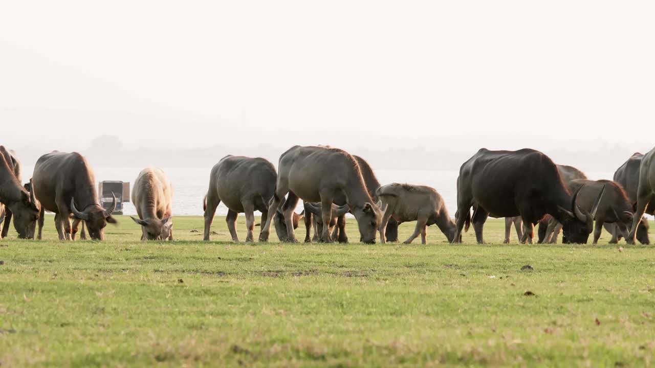 푸른 초원 오아시스에서 자유롭게 돌아다니는 우아한 버팔로 애완동물