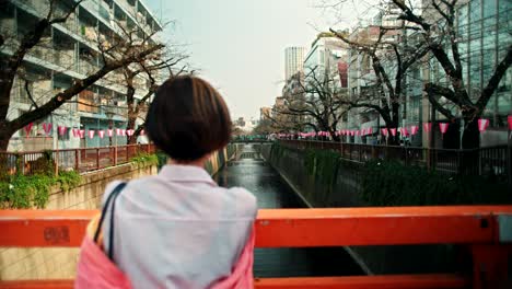 japanese city canal view with cherry blossoms