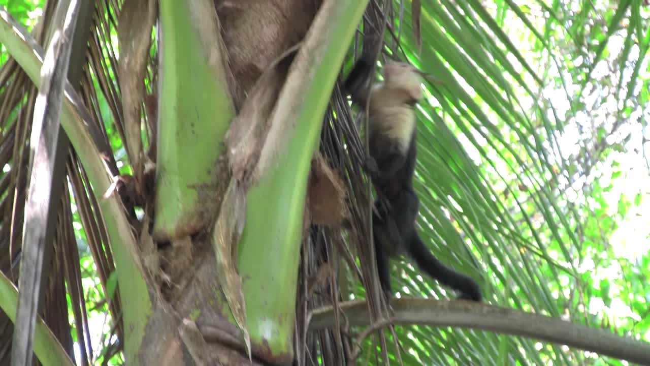un mono capuchino de cara blanca se sienta en una palmera en costa rica