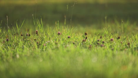 Blühende-Kleepflanzen-Auf-Der-Saftig-Grünen-Sommerwiese