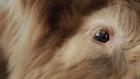 close-up of the bull's muzzle with an eye