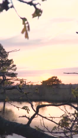 sunset over a river, framed by branches