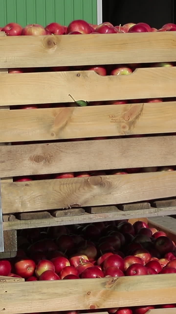 The employee on the electric forklift carry the container wiht ripe apples to inside a fridge airless storage camera. Production facilities of grading, packing and storage of crops of large warehouse. Vertical video
