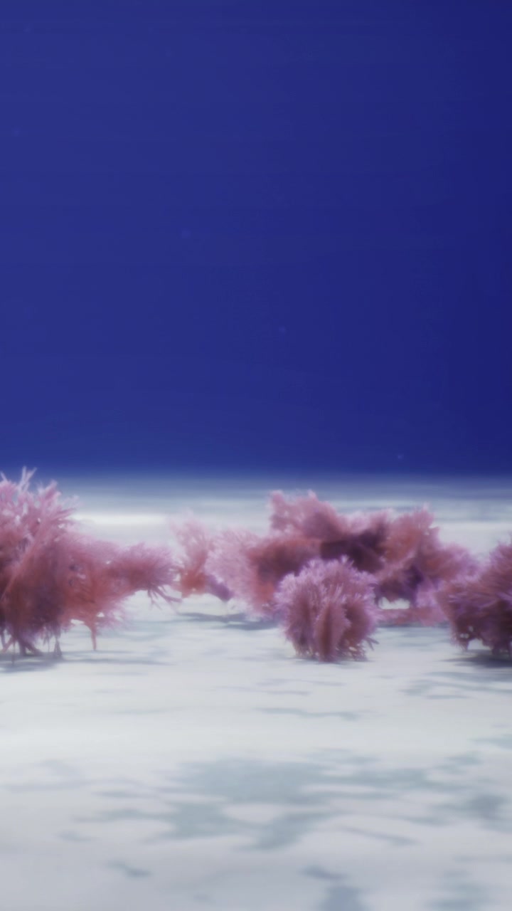 Scena subacquea con vita marina rosa su un fondale oceanico sabbioso