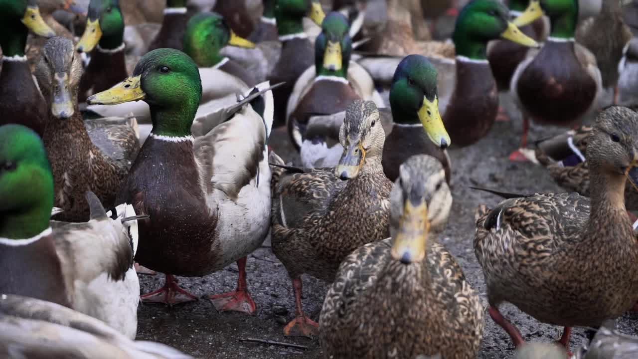 medium slow motion shot of a flock of mallard ducks walking on the shore