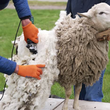 farmer cutting sheep wool. man shearing adult sheep with a professional electric hair clipper on a farm. agricultural process of cutting wool