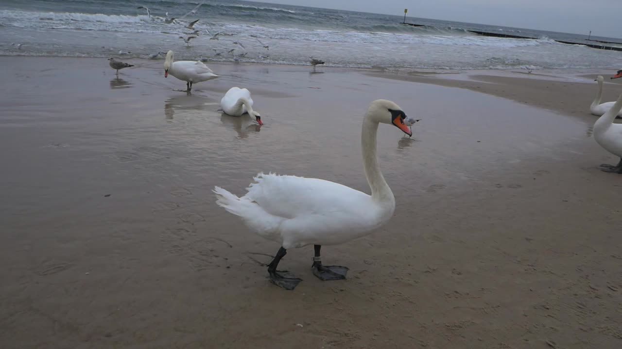 grupo de cisnes y gaviotas en la playa de arena del mar báltico
