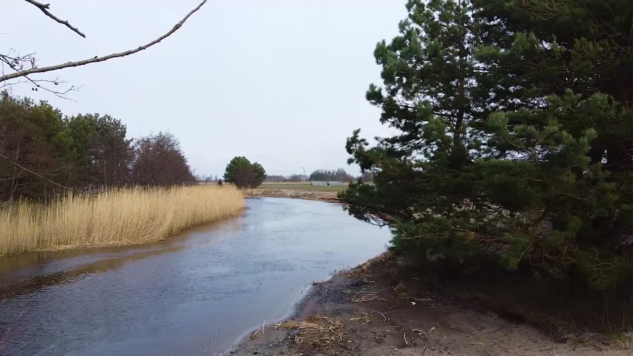 Lavtflyvende luftfoto af en lille flod med siv langs bredden gennem fyrretræerne på en overskyet forårsdag, vidvinkel droneoptagelse der bevæger sig fremad