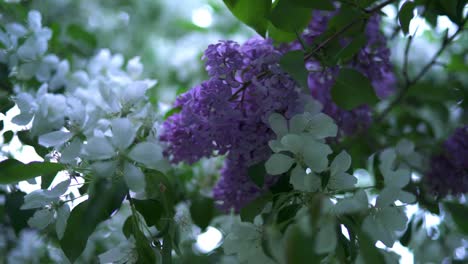 lilac and apple blossom mixture