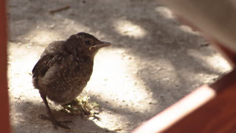 static close up of fledged blackbird standing under sunshine, day