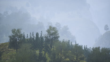 misty landscape with trees on a hillside in serene morning light