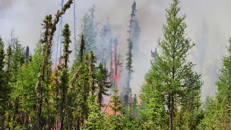 le feu de forêt se propage à travers les forêts denses.