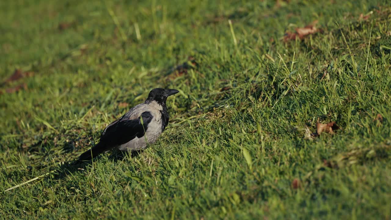 A hooded crow stands alert on a grassy slope, its feathers catching the sunlight as it searches the ground for food among autumn leaves