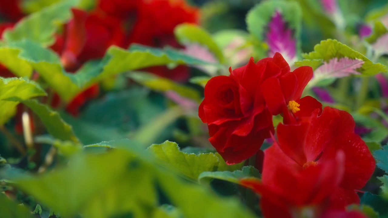 Fiori di begonia rosso vivo che sbocciano in un'aiuola soleggiata
