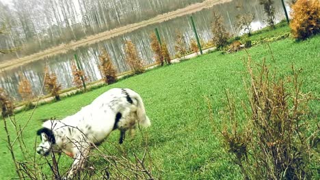 Perro-Blanco-Manchado-Con-Negro-Alrededor-Del-Ojo-Corre-A-Través-De-La-Hierba