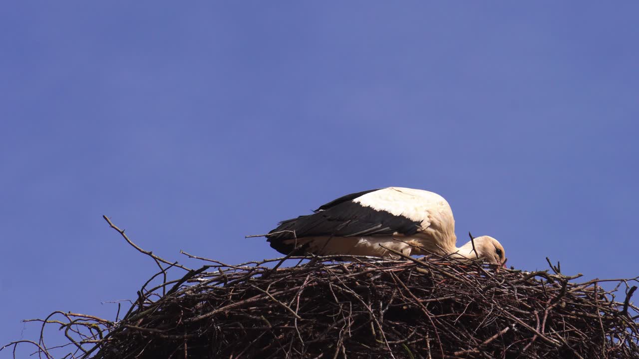 Low angle view of white stork stand in nest, windy blue sky background
