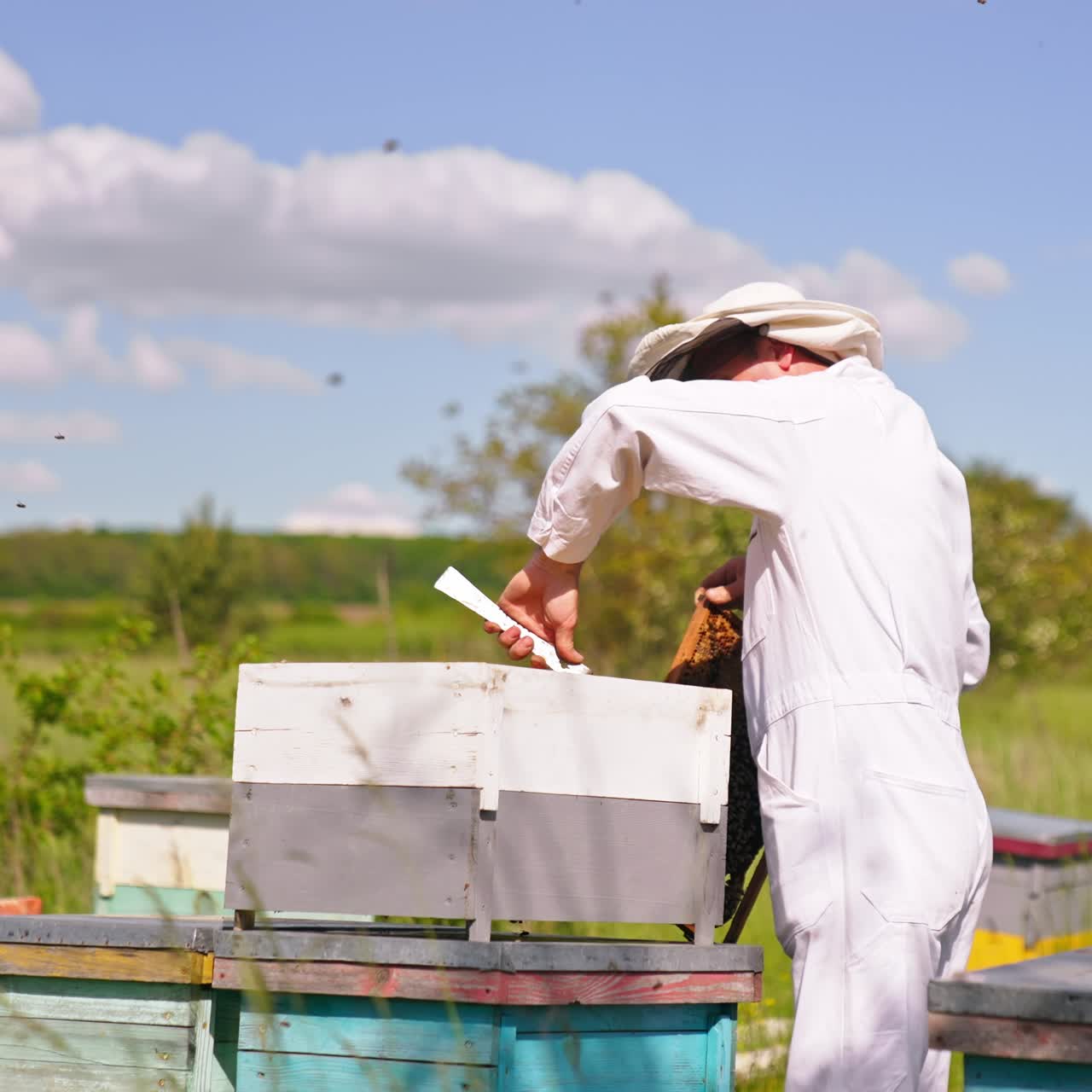 Beekeeper holds a brown frame coated with bees. Apiarist places honey frame into a wooden bee hive. Nature backdrop in blur