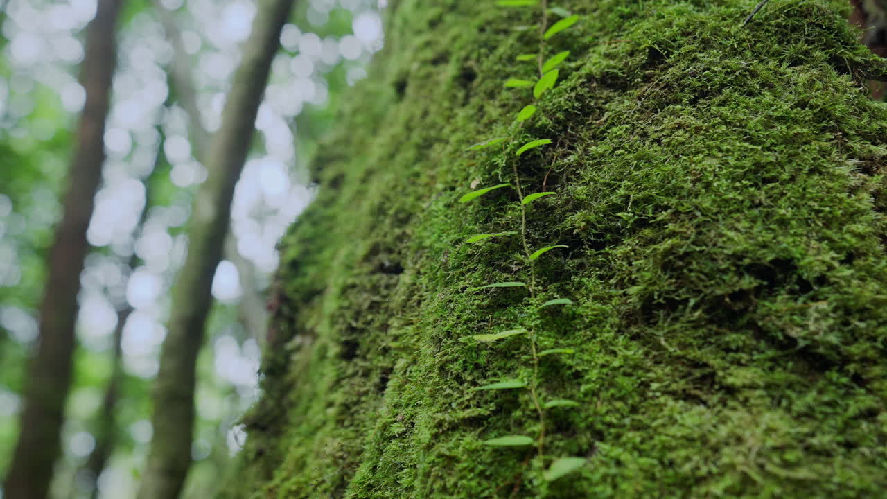Tronco d'albero coperto di muschio nella foresta