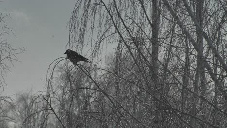 gray crow sits on top of a birch branch