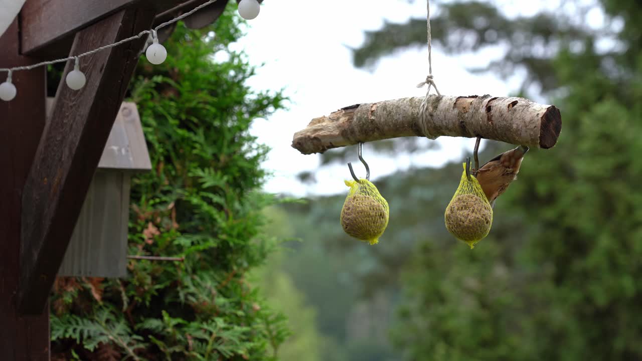 4K Bird Kleiber nuthatch eating hanging birdseed