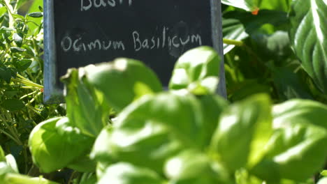 fresh basil culinary herb plants and sign outdoors, rack focus tilt up