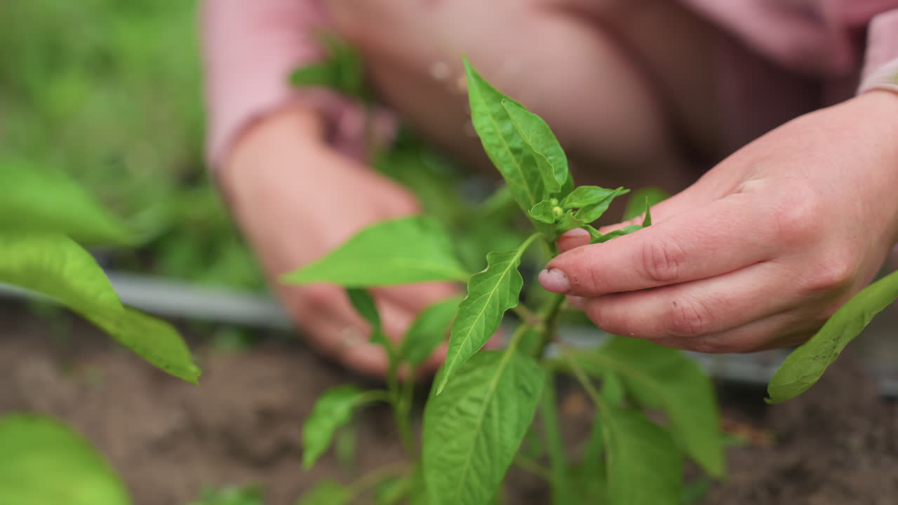 Handheld Closeup Caucasian Woman Pruning Pepper Plant, Fingers Trimming Damaged Leaf, Careful Nurture For Harvest, Kitchen Garden Vibe, Organic Practice, Moisture On Soil, Focus On Flavor