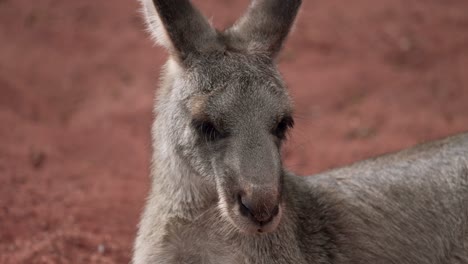 Face-Of-A-Red-Kangaroo-Sleeping-In-The-Zoo-In-Quebec,-Canada