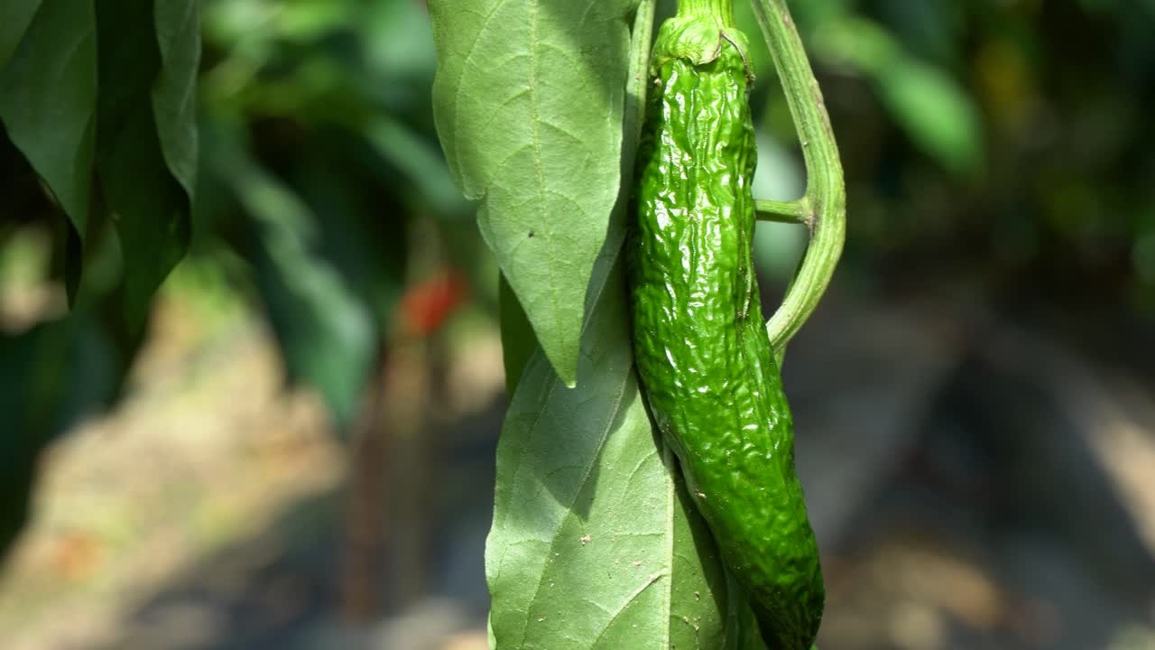 농장 클로즈업에서 비가 내리지 않는 더운 날씨에 식물에 매달려 있는 너무 익은 말린 피망