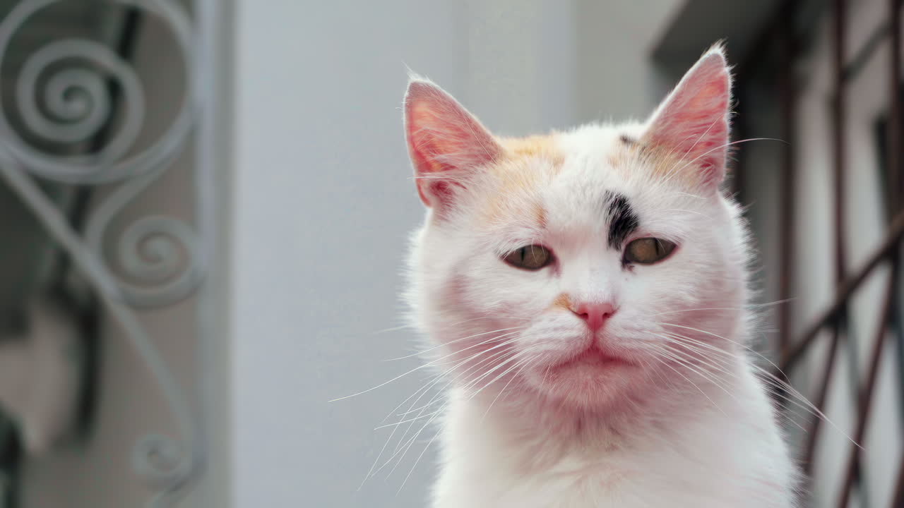 Close up of a white cat with green eyes looking around