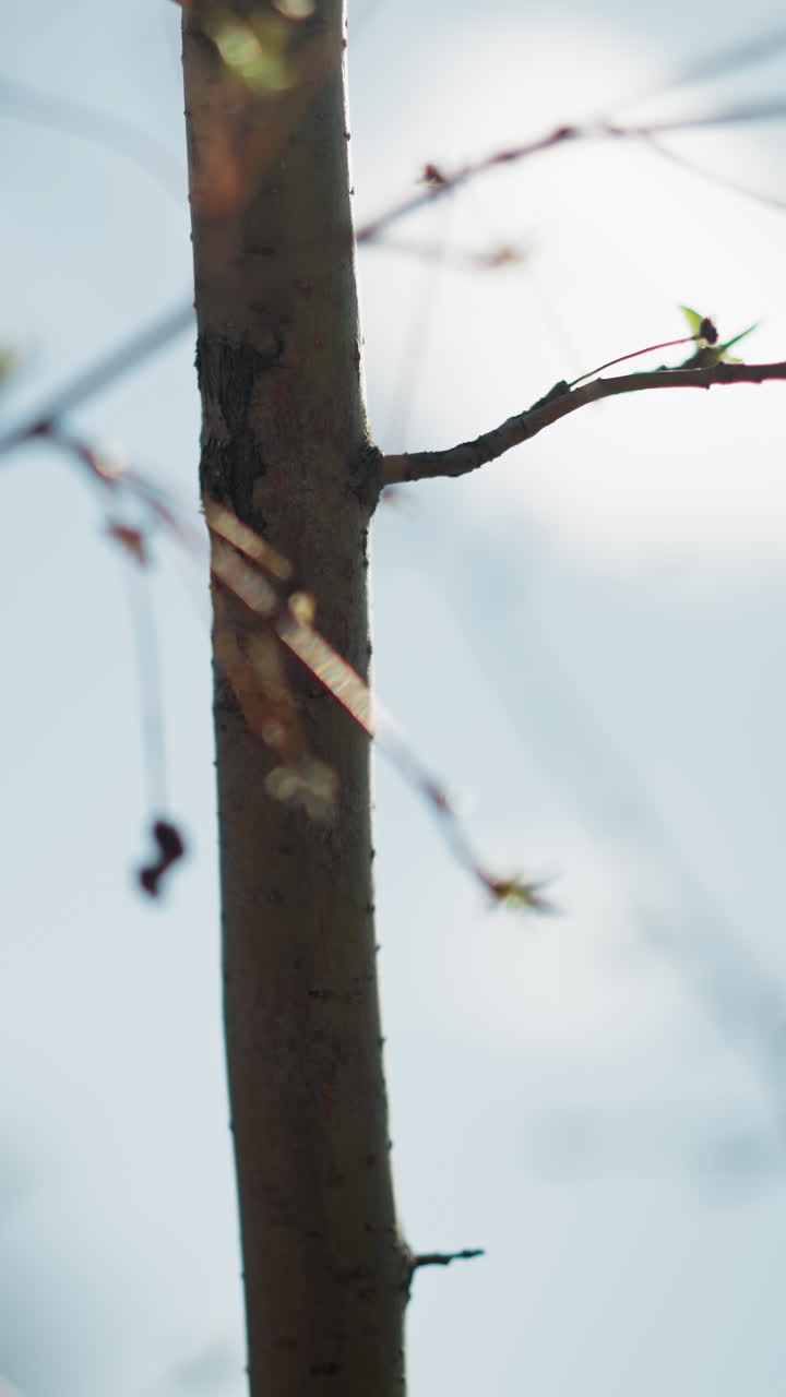 A close-up bare tree branch with a few small green leaves budding, signaling the early stages of spring, the background is blurred, with soft lighting