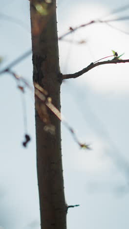 una rama de árbol desnuda de primer plano con unas pocas hojas verdes pequeñas que brotan, señalando las primeras etapas de la primavera, el fondo está borroso, con una iluminación suave