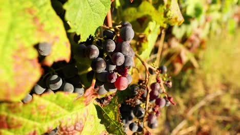 primer plano de las uvas que maduran en la vid